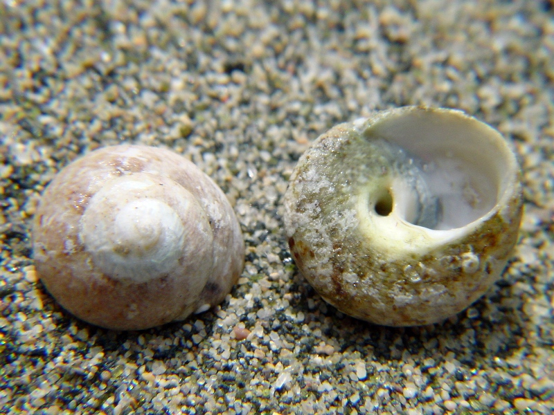 Gibbula varia